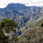 11. nanisme de Acacia heterophylla Willd. - Tamarin des hauts - Fabaceae - Endémique La Réunion à gauche surplombant le vide.jpeg