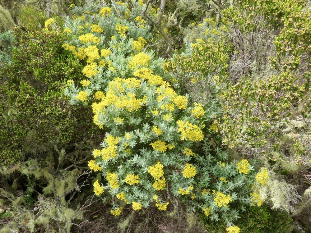 14. Hubertia tomentosa var conyzoides Petit ambaville ASTERACEE Endémique.jpeg