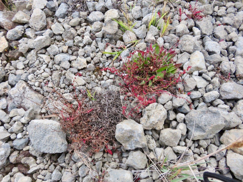 18. Rumex angiocarpus - Petite Oseille rouge - exo.jpeg