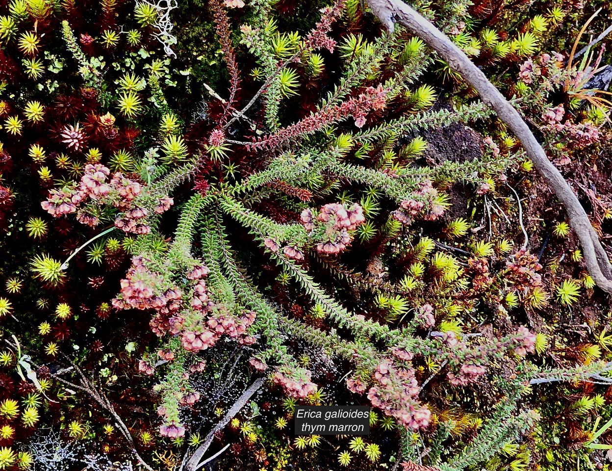 Erica galioides thym marron  ericaceae endémique Réunion sur un tapis de mousse ..jpeg