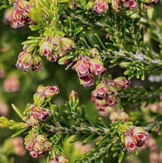 Erica reunionnensis.branle vert.ericaceae.endémique Réunion..jpeg