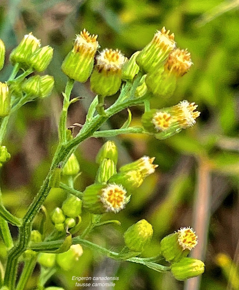 Erigeron canadensis.fausse camomille.asteraceae.amphinaturalisé..jpeg