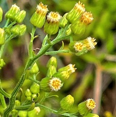 Erigeron canadensis.fausse camomille.asteraceae.amphinaturalisé..jpeg