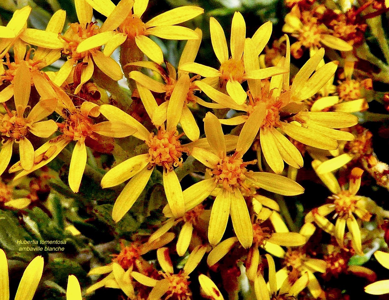 Hubertia tomentosa. ambaville blanche.( fleurs )asteraceae.endémique Réunion..jpeg