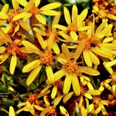 Hubertia tomentosa. ambaville blanche.( fleurs )asteraceae.endémique Réunion..jpeg