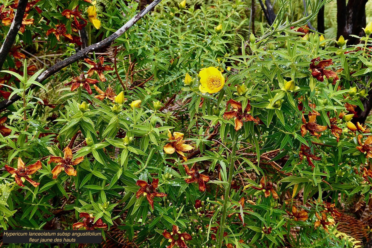 Hypericum lanceolatum subsp angustifolium. fleur jaune des hauts.endémique Réunion. (1).jpeg