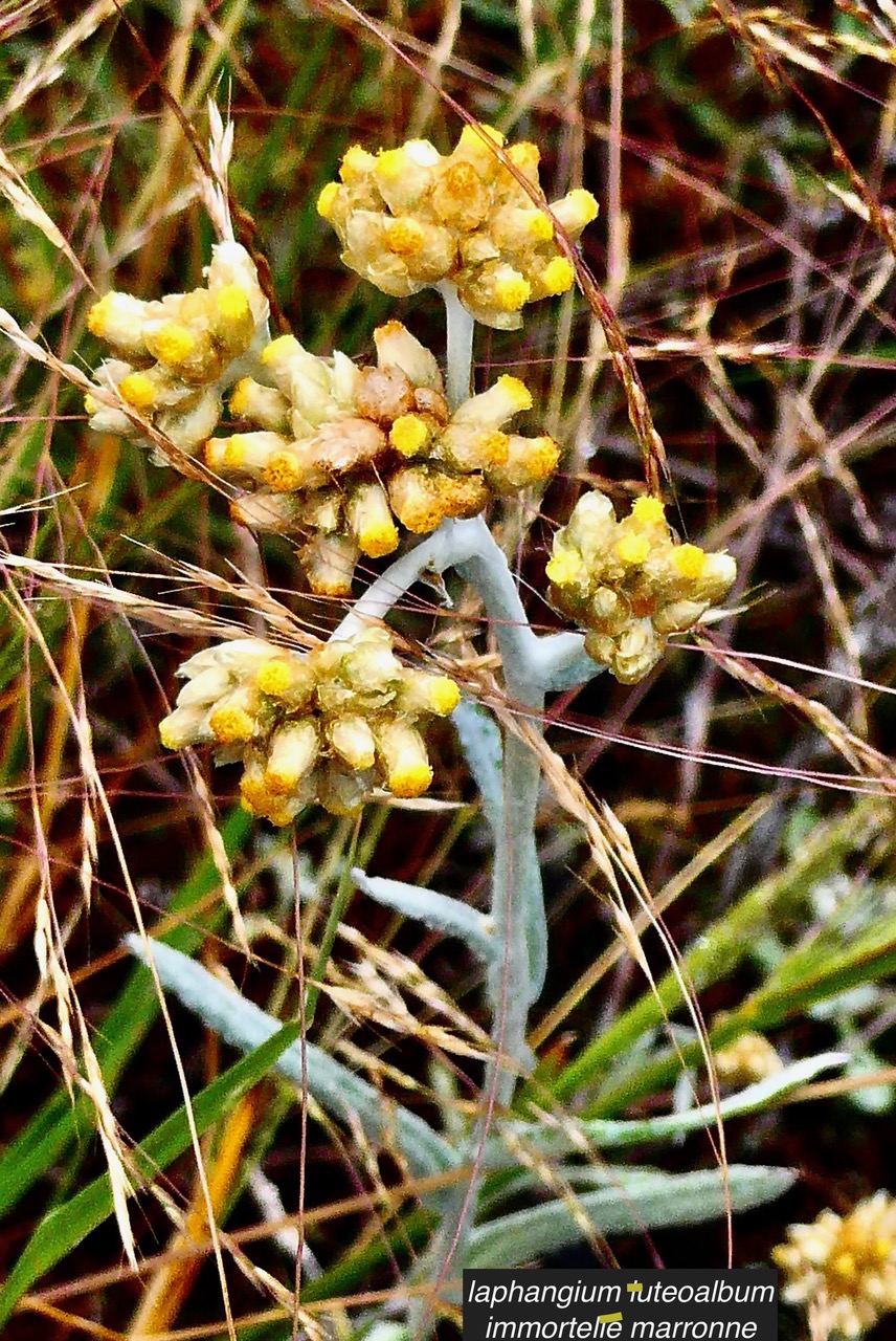 Laphangium luteoalbum.immortelle marronne.pseudognaphale blanc-jaunâtre.asteraceae.potentiellement envahissante..jpeg