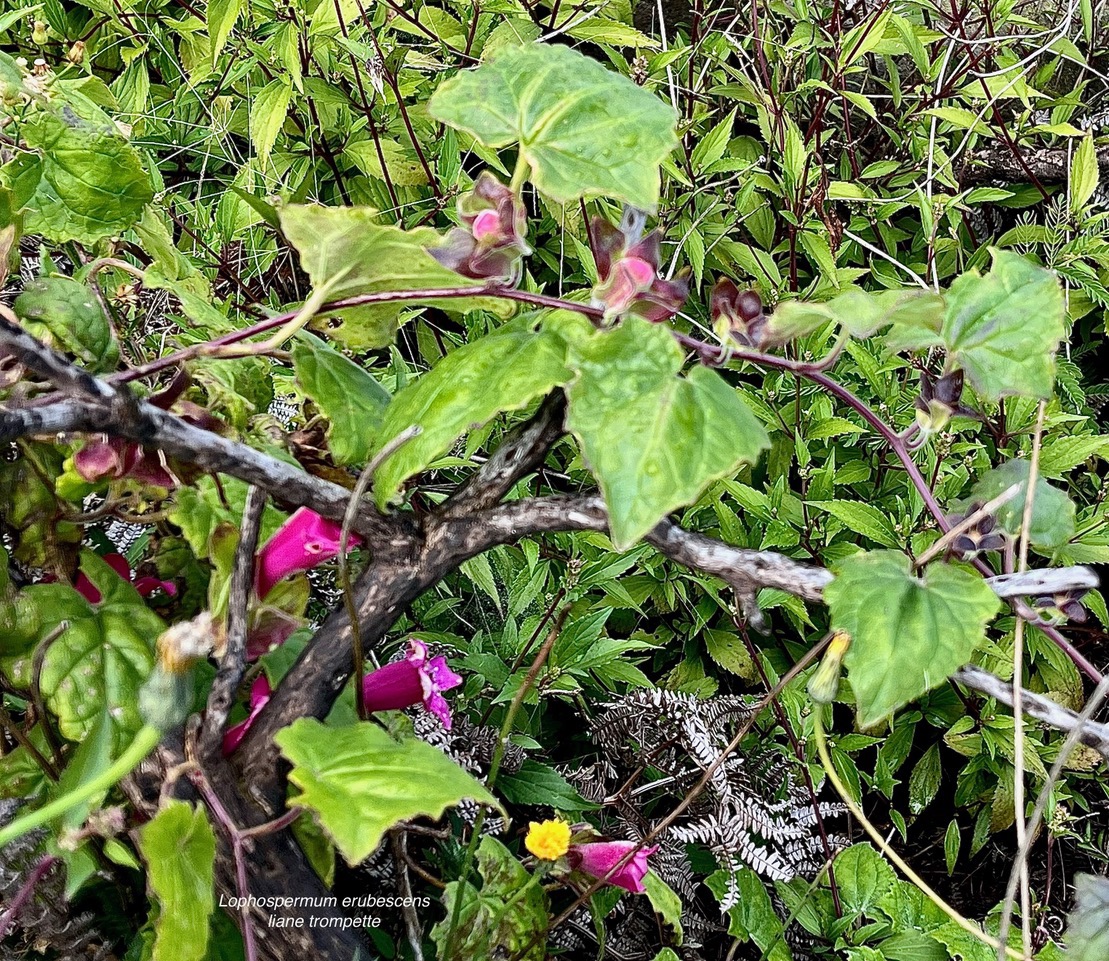 Lophospermum erubescens.liane trompette.liane maurandya.plantaginaceae;espèce envahissante. (1).jpeg