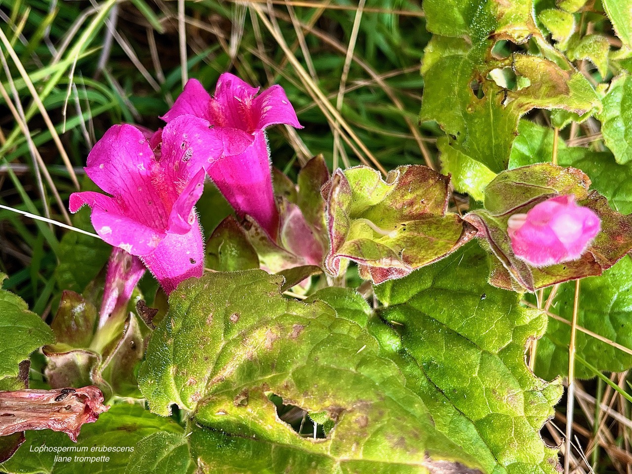 Lophospermum erubescens.liane trompette.liane maurandya.plantaginaceae;espèce envahissante..jpeg