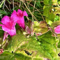 Lophospermum erubescens.liane trompette.liane maurandya.plantaginaceae;espèce envahissante..jpeg