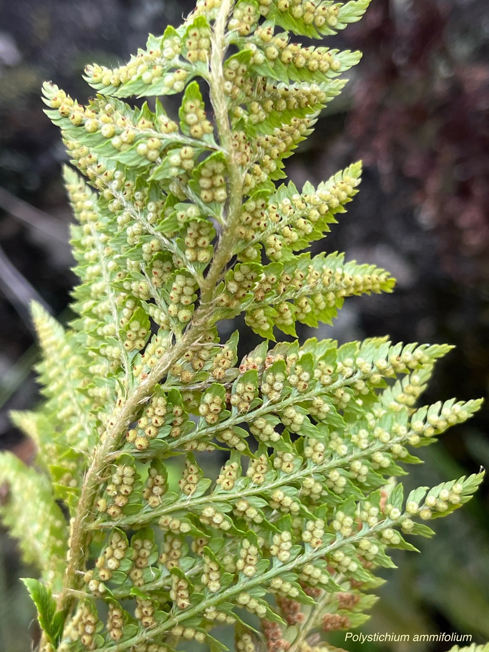 Polystichum ammifolium.( sores en face inférieure de la fronde )dryopteridaceae.endémique Madagascar Mascareignes.jpeg