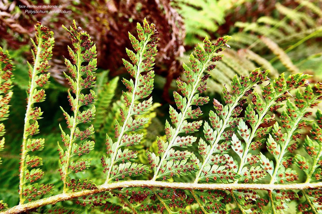 Polystichum ammifolium.dryopteridaceae.endémique Madagascar Mascareignes (1).jpeg