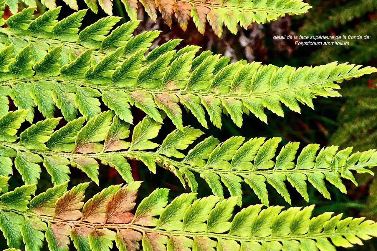 Polystichum ammifolium.dryopteridaceae.endémique Madagascar Mascareignes (2).jpeg