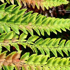 Polystichum ammifolium.dryopteridaceae.endémique Madagascar Mascareignes (2).jpeg