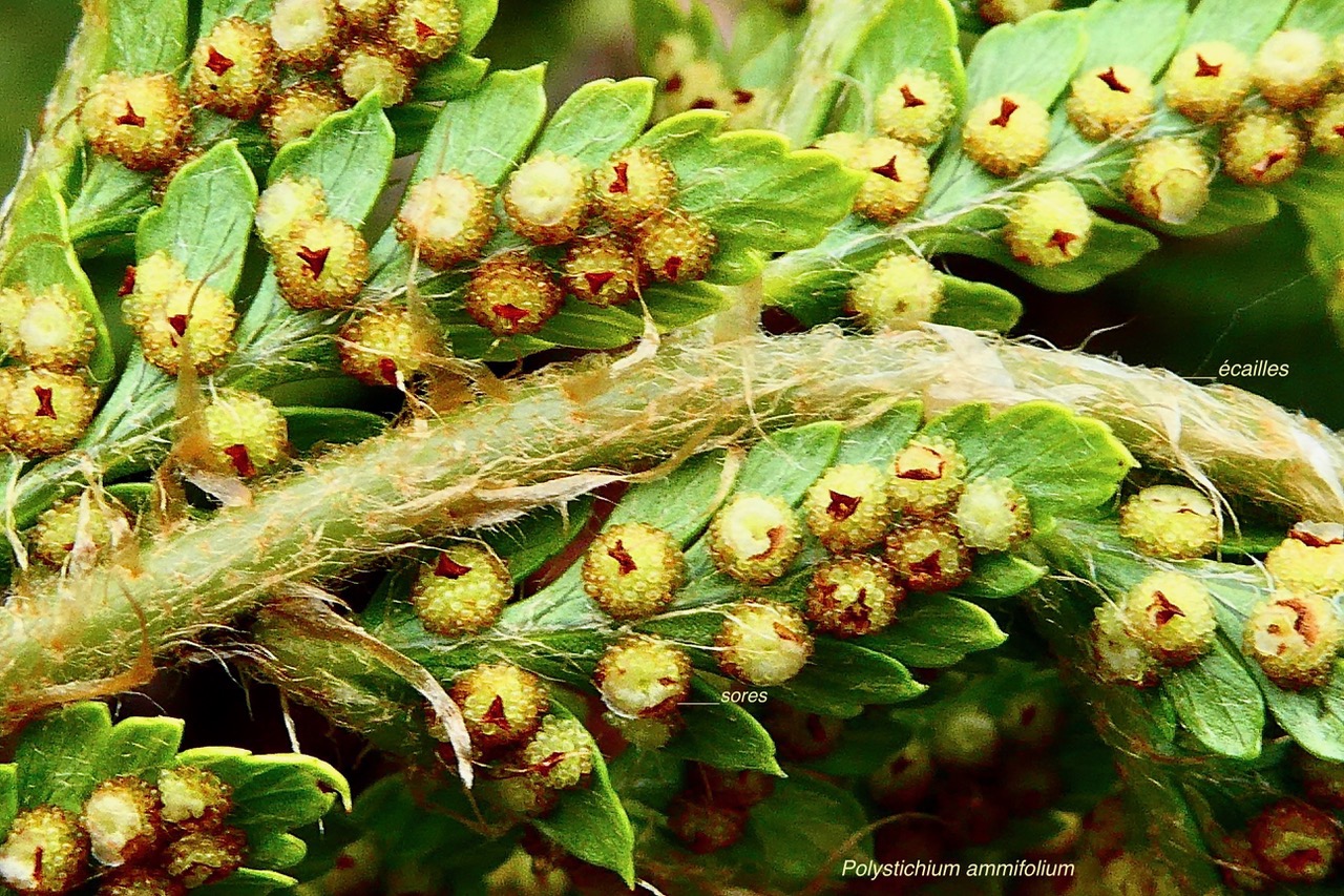 Polystichum ammifolium.dryopteridaceae.endémique Madagascar Mascareignes (3).jpeg