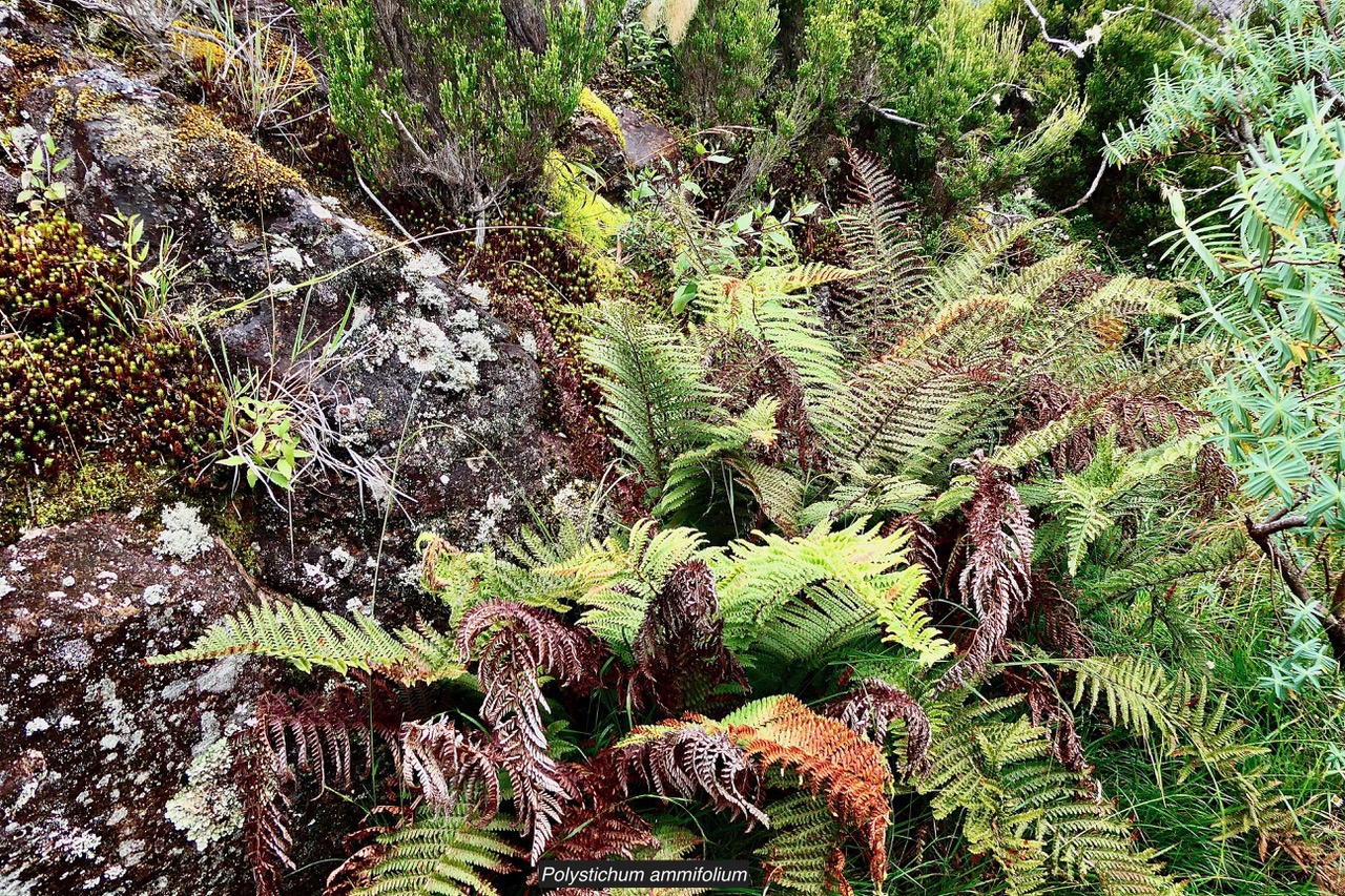 Polystichum ammifolium.dryopteridaceae.endémique Madagascar Mascareignes.jpeg