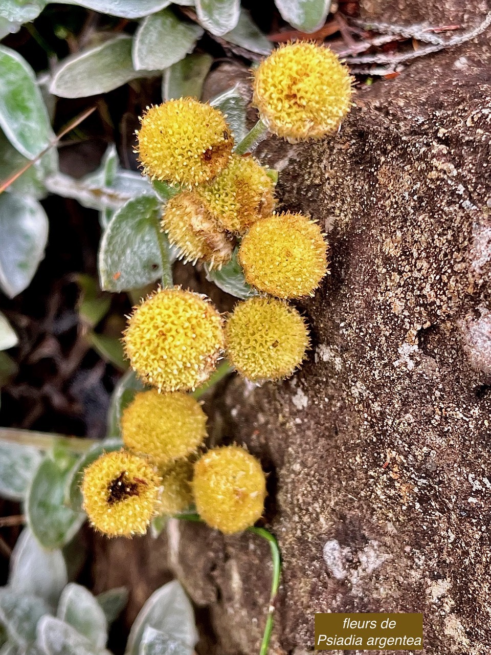 Psiadia argentea .psiadie argentée..asteraceae. Endémique Réunion (1).jpeg