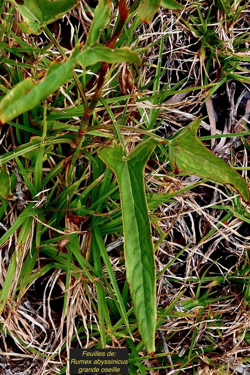 Rumex abyssinicus Jacq..oseille sauvage.grande oseille. ( feuilles ) polygonaceae.amphinaturalisé.envahissant..jpeg