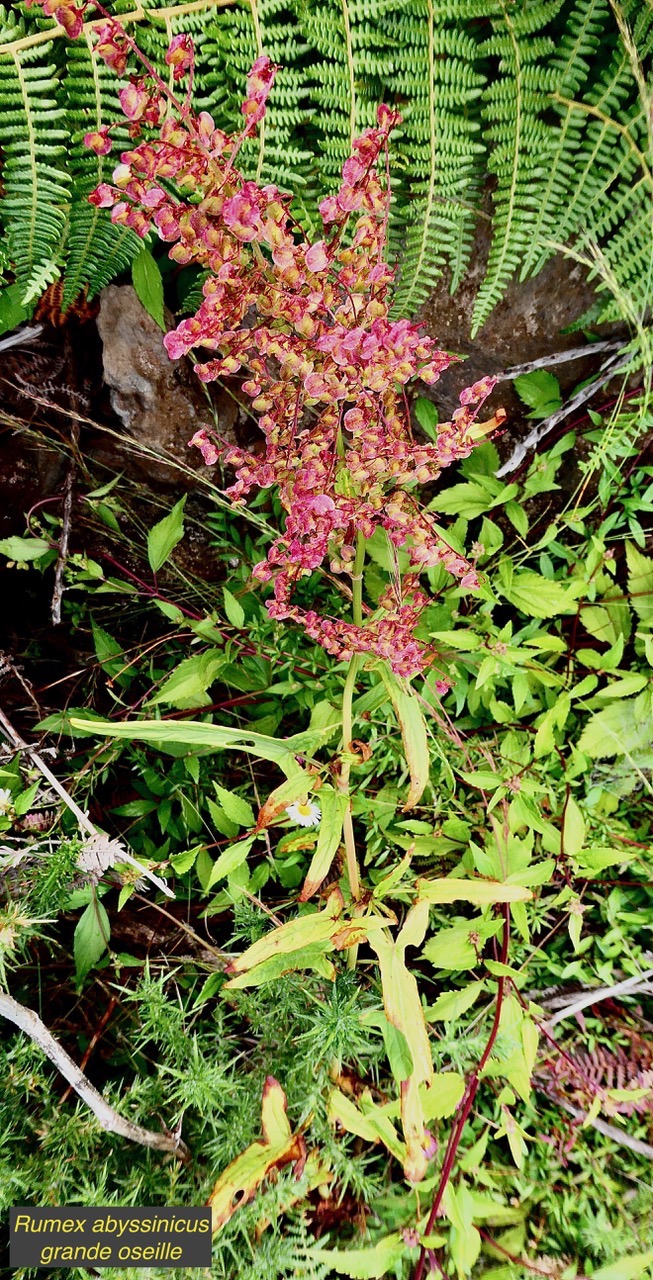 Rumex abyssinicus Jacq..oseille sauvage.grande oseille.polygonaceae.amphinaturalisé.envahissant..jpeg