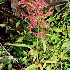 Rumex abyssinicus Jacq..oseille sauvage.grande oseille.polygonaceae.amphinaturalisé.envahissant..jpeg