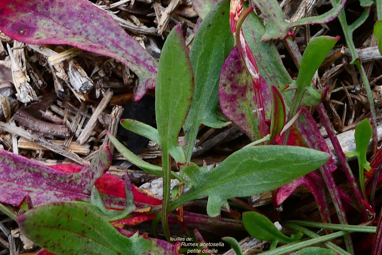 Rumex acetosella.oseille sauvage.petite oseille.( feuilles ) polygonaceae.espèce envahissante..jpeg