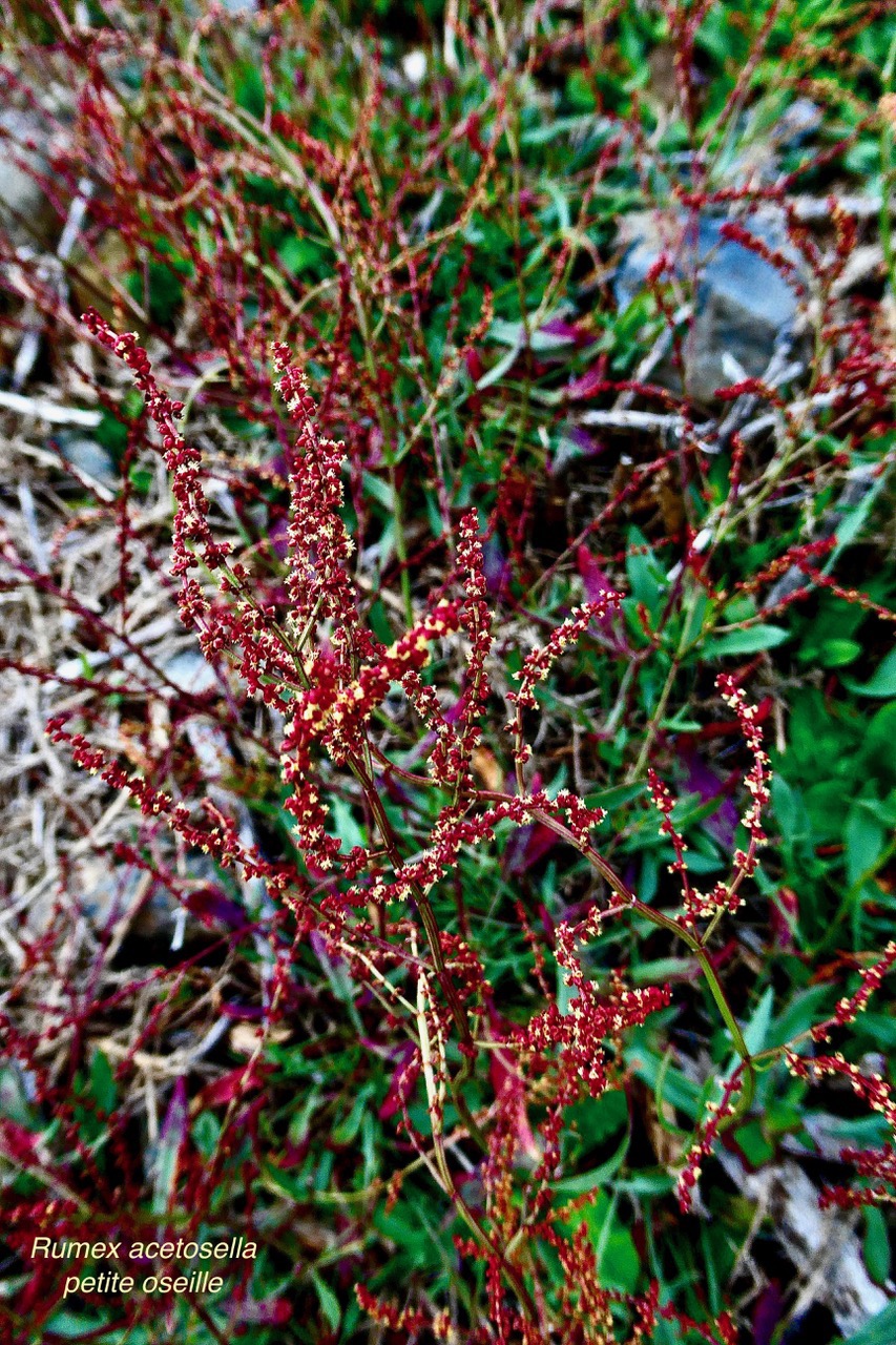 Rumex acetosella.oseille sauvage.petite oseille.( inflorescence ).polygonaceae.espèce envahissante..jpeg