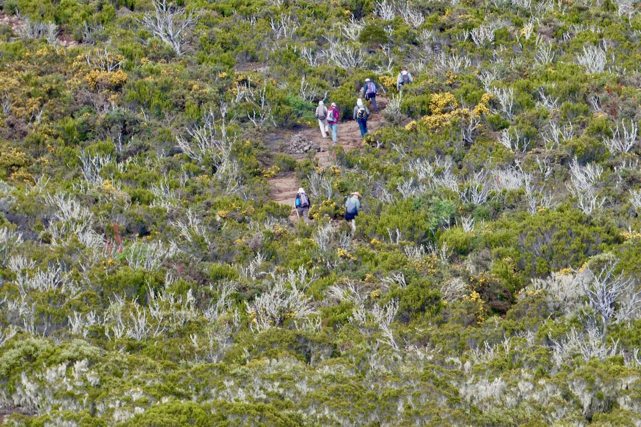 sur le sentier du Grand Bord au Maîdo.jpeg