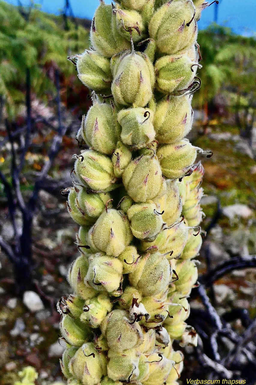 Verbascum thapsus.molène.bouillon blanc.( fruits )scrophulariaceae.espèce envahissante.jpeg