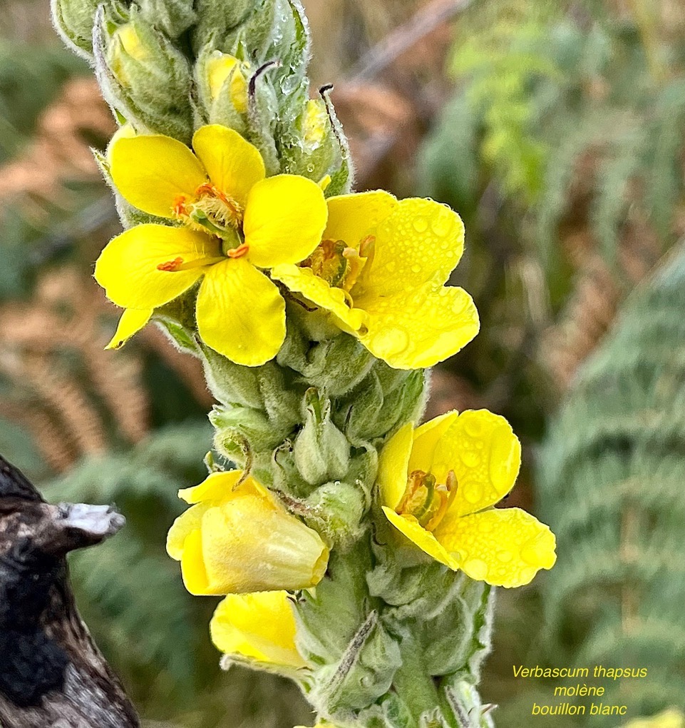 Verbascum thapsus.molène.bouillon blanc.scrophulariaceae.espèce envahissante (1).jpeg