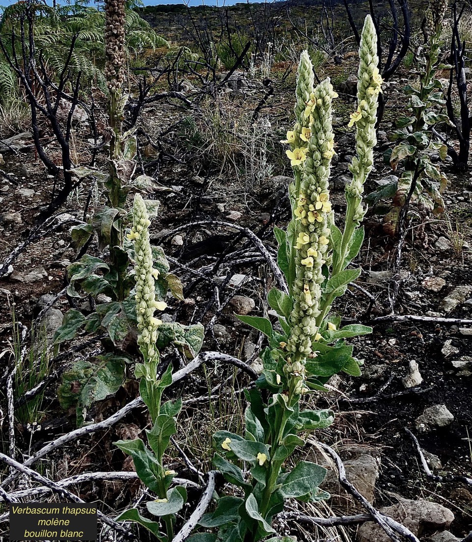 Verbascum thapsus.molène.bouillon blanc.scrophulariaceae.espèce envahissante (3).jpeg