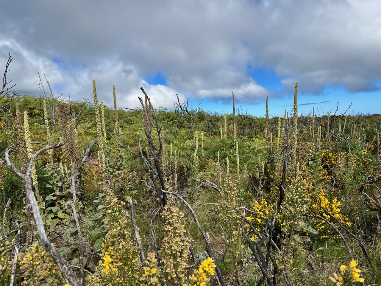 Verbascum thapsus.molène.bouillon blanc.scrophulariaceae.espèce envahissante (entourée de l'ajonc d'Europe ,la fausse camomille et la fougère aigle ).jpeg