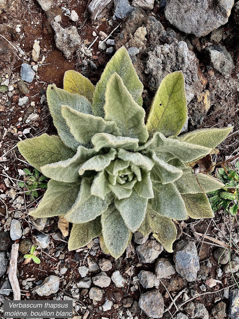 Verbascum thapsus.molène.bouillon blanc.scrophulariaceae.espèce envahissante.jpeg