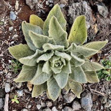 Verbascum thapsus.molène.bouillon blanc.scrophulariaceae.espèce envahissante.jpeg