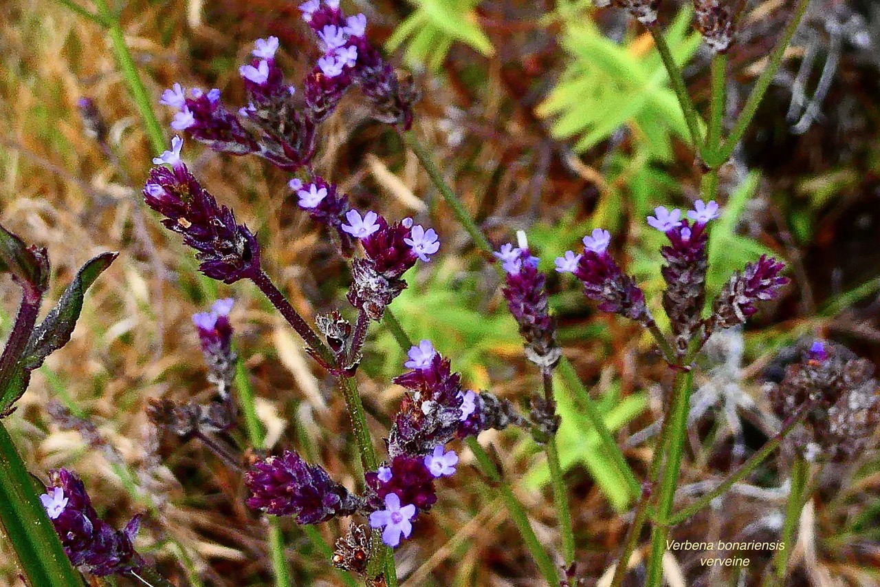 Verbena bonariensis.verveine.verbenaceae.amphinaturalisé..jpeg