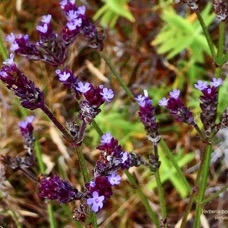 Verbena bonariensis.verveine.verbenaceae.amphinaturalisé..jpeg