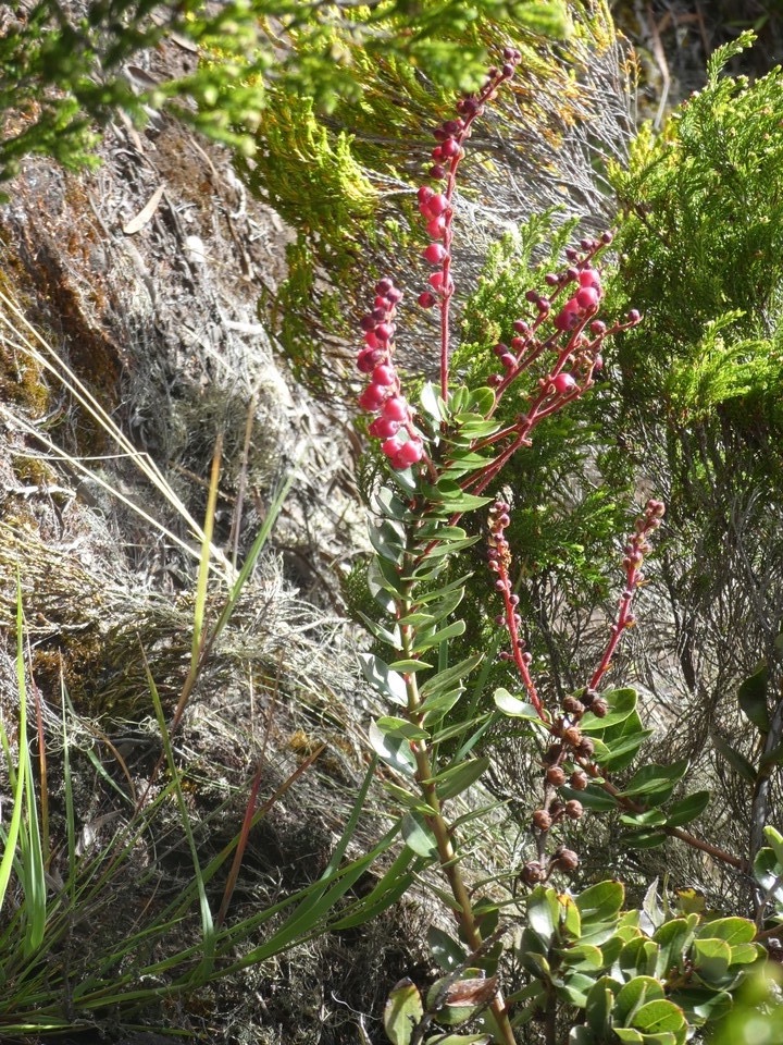 Agarista buxifolia - Petit bois de rempart - ERICACEAE - indigene Reunion - P1060743.jpg