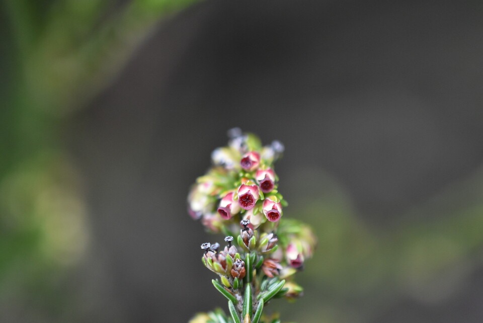 Erica reunionensis - Branle vert - ERICACEAE - Endemique Reunion - MB3_2533.jpg