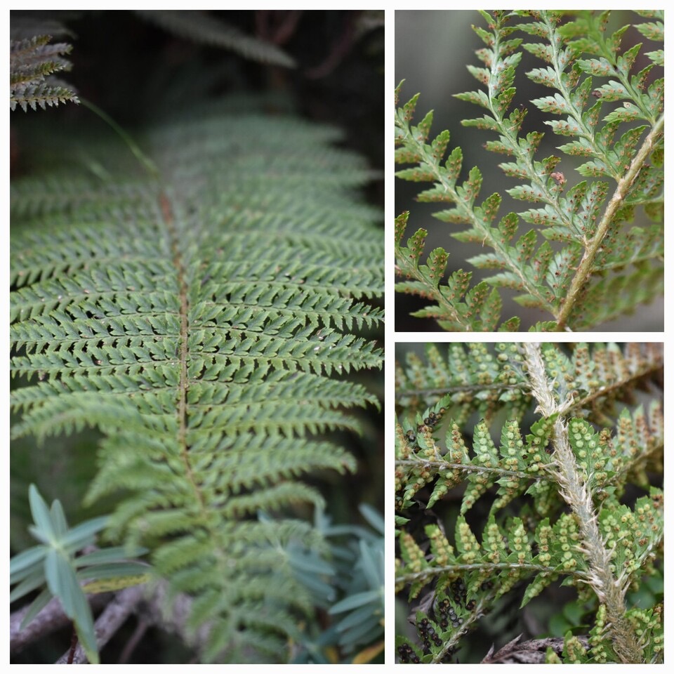 Polystichum ammifolium - (axes ecailleux - sores arrondis - pinnule basale presque parallele au rachis) - ASPIDIACEAE - Endemique region malgache - 20230614_112146.jpg