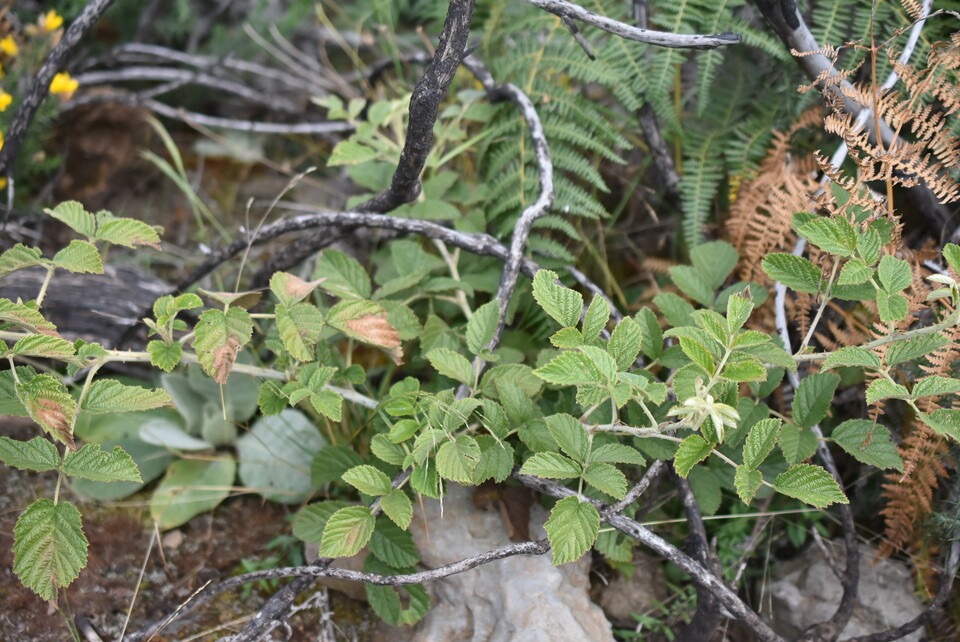 Rubus apetalus - Ronce blanche - ROSACEAE - Indigene Reunion - MB3_2522.jpg