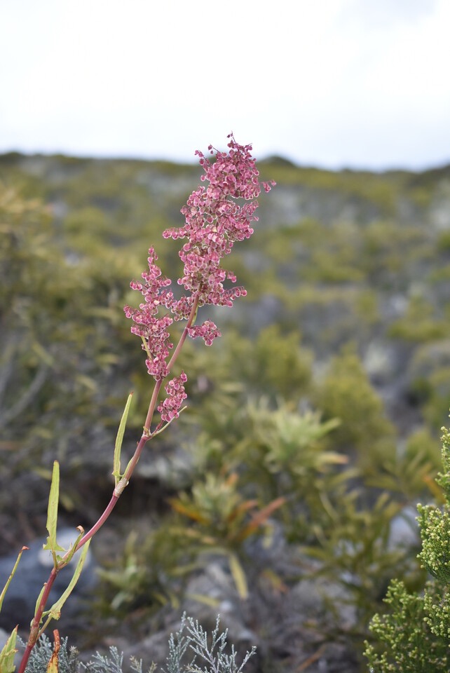 Rumex abyssinicus - Grande oseille sauvage - POLYGONACEAE - EE - MB3_2548.jpg