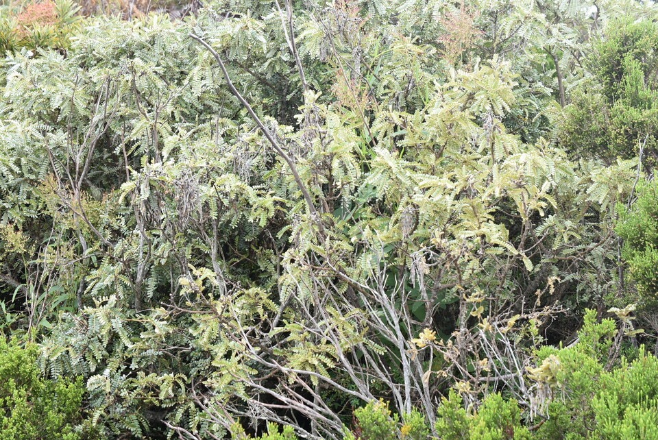 Sophora denudata - Petit tamarin des hauts - FABACEAE - Endemique Reunion - MB3_2530.jpg