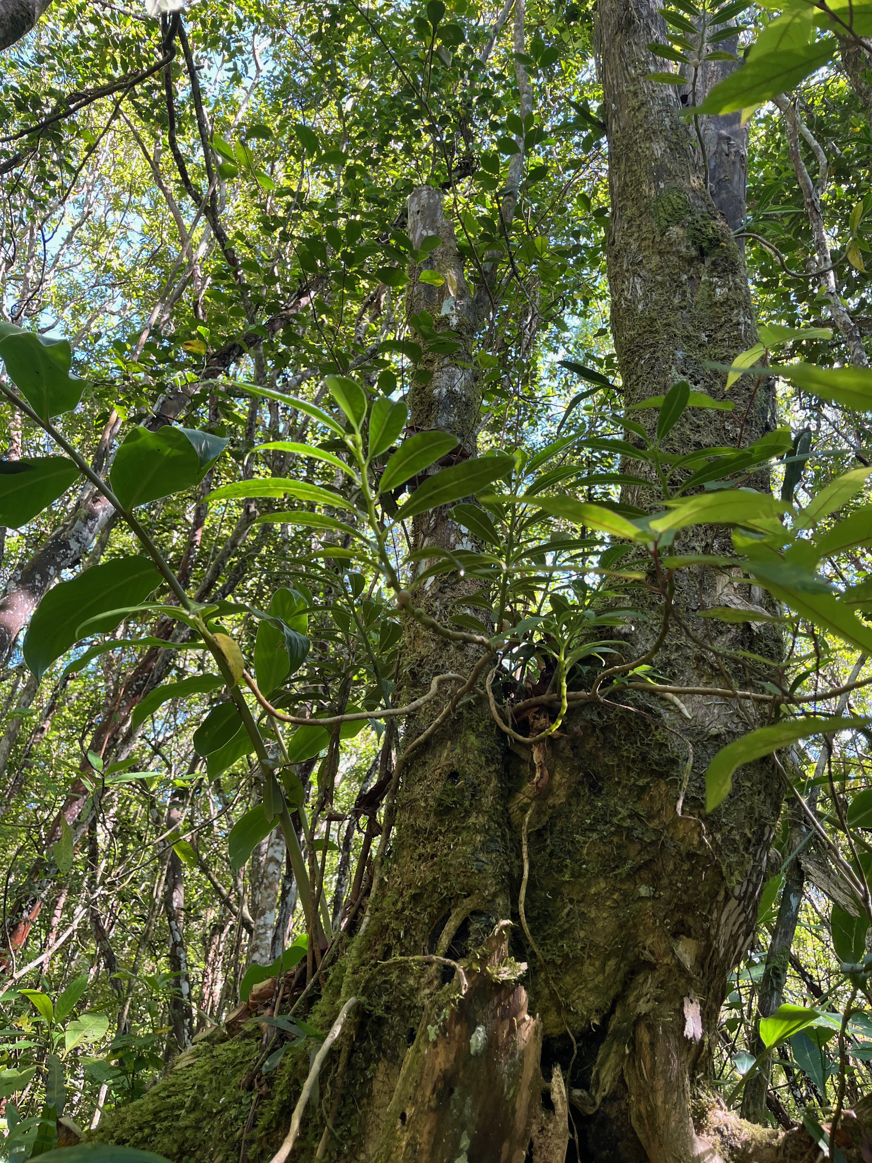 2. Procris pedonculata-URTICACEAE-Indigene Reunion.jpeg