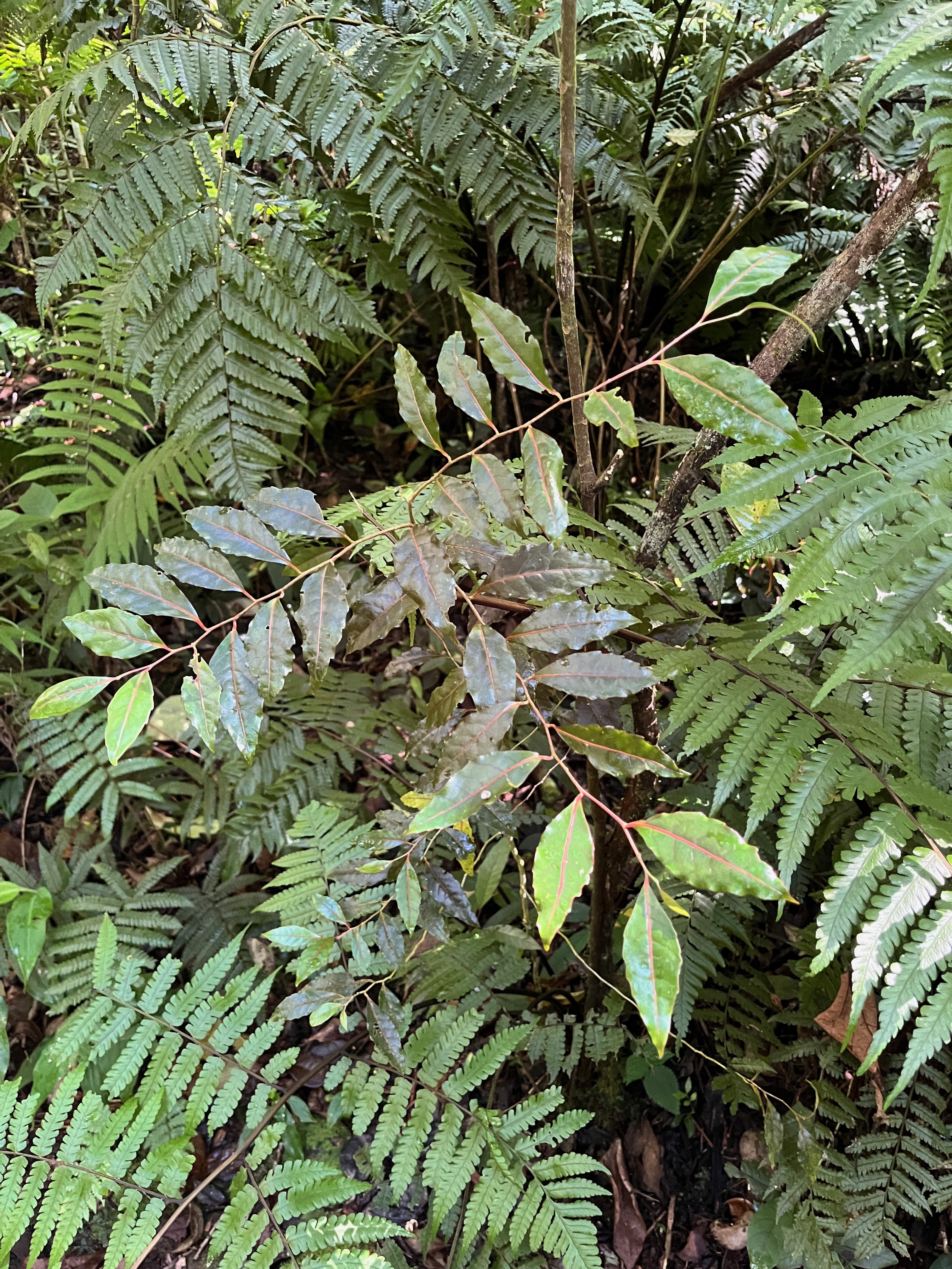 5. Homalium paniculatum - Corce blanc - Salicacée.jpeg