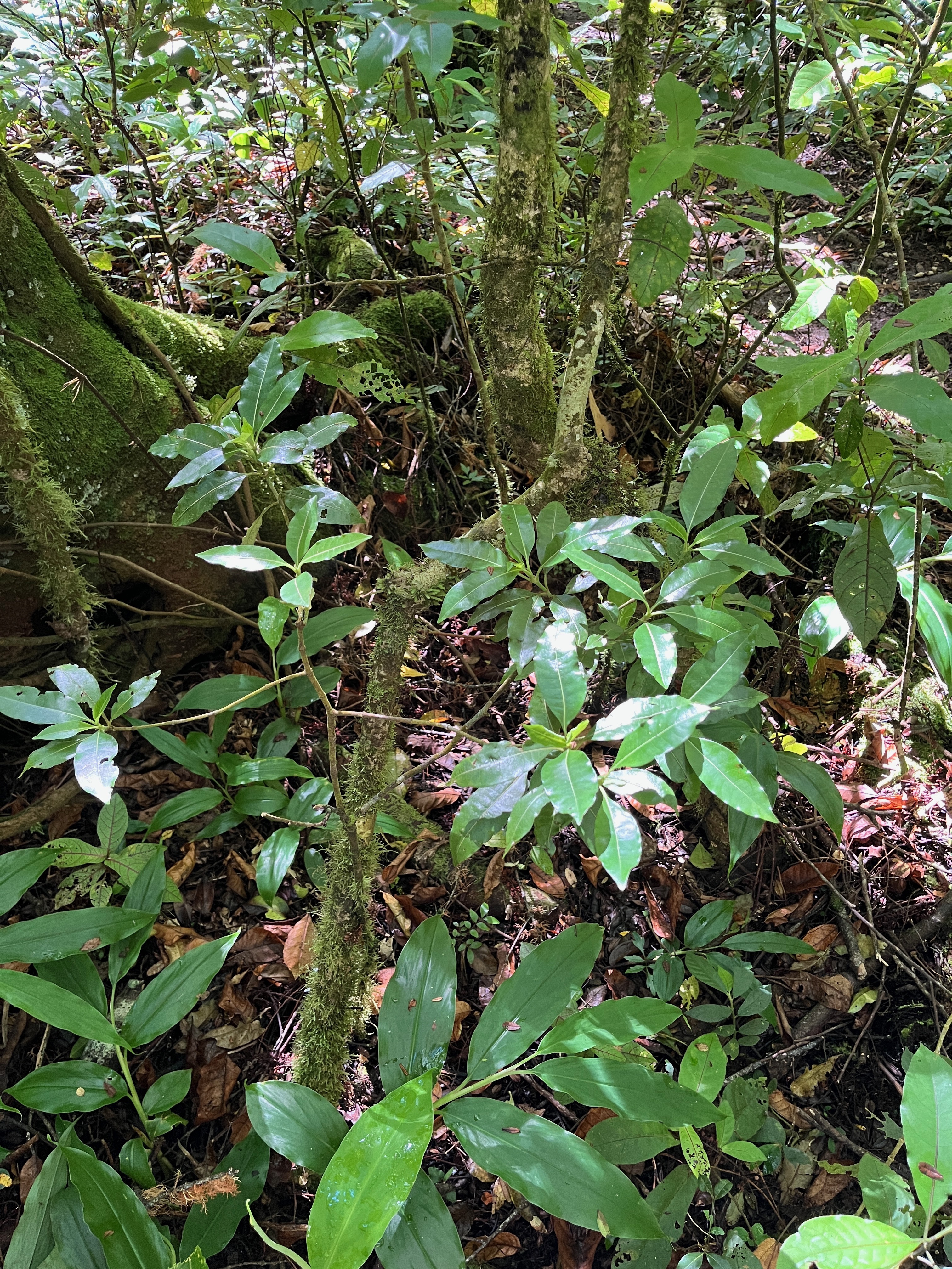 6. Psathura borbonica - Petit Bois cassant - Rubiaceae- B.jpeg