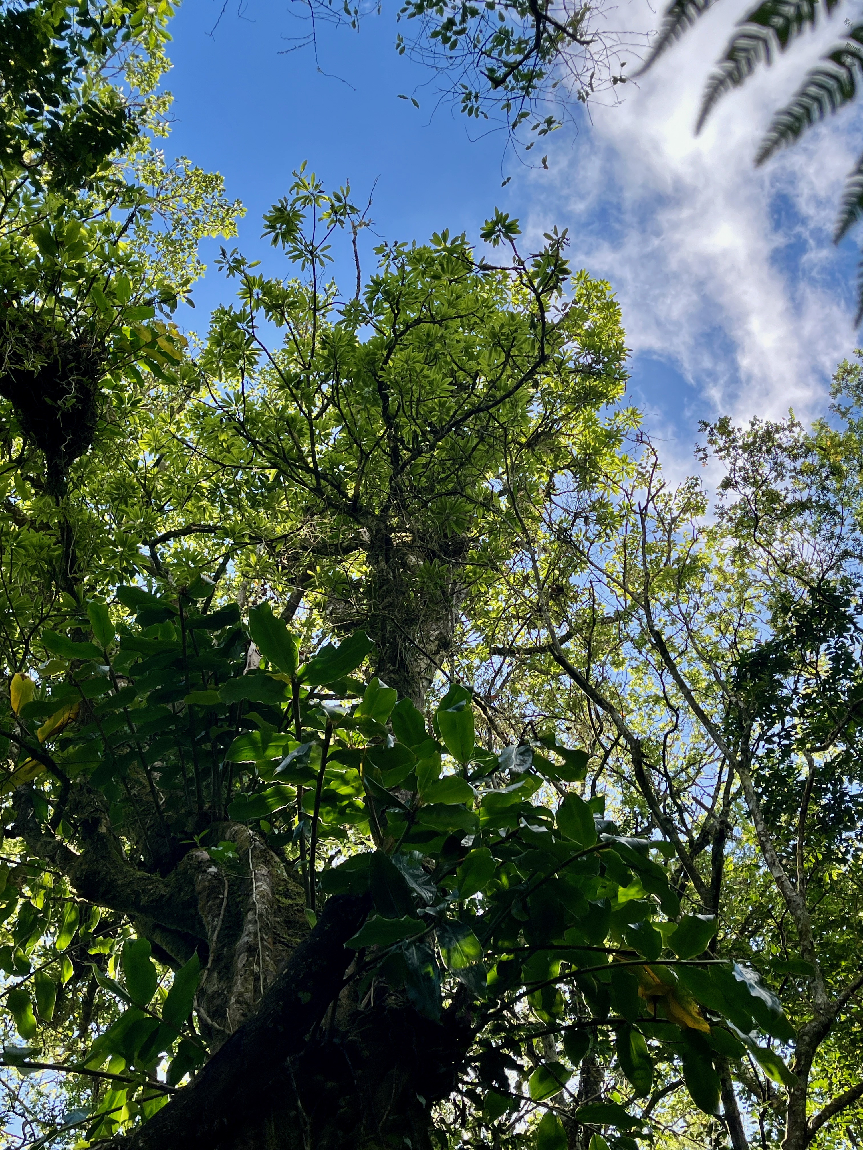 9. Sideroxylon imbricarioides ou Sideroxylon majus - Bois de fer  - Sapotaceae  - Endémique de la Réunion.jpeg