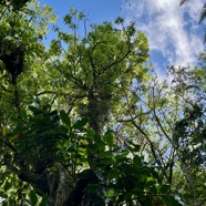 9. Sideroxylon imbricarioides ou Sideroxylon majus - Bois de fer  - Sapotaceae  - Endémique de la Réunion.jpeg