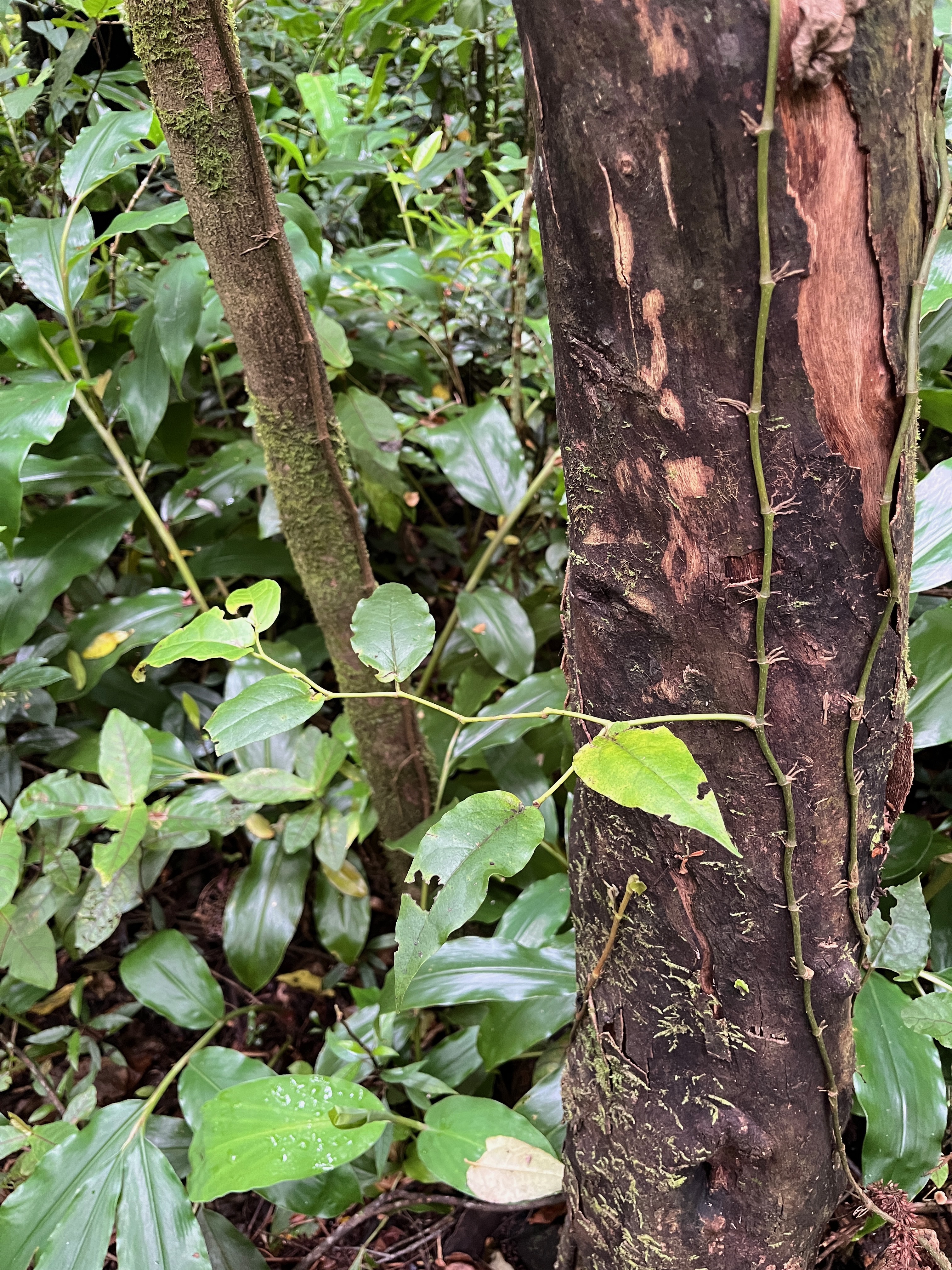 13. Piper borbonense - Lingue poivre - Piperaceae- indigène de la Réunion, Maurice et Madagascar.jpeg