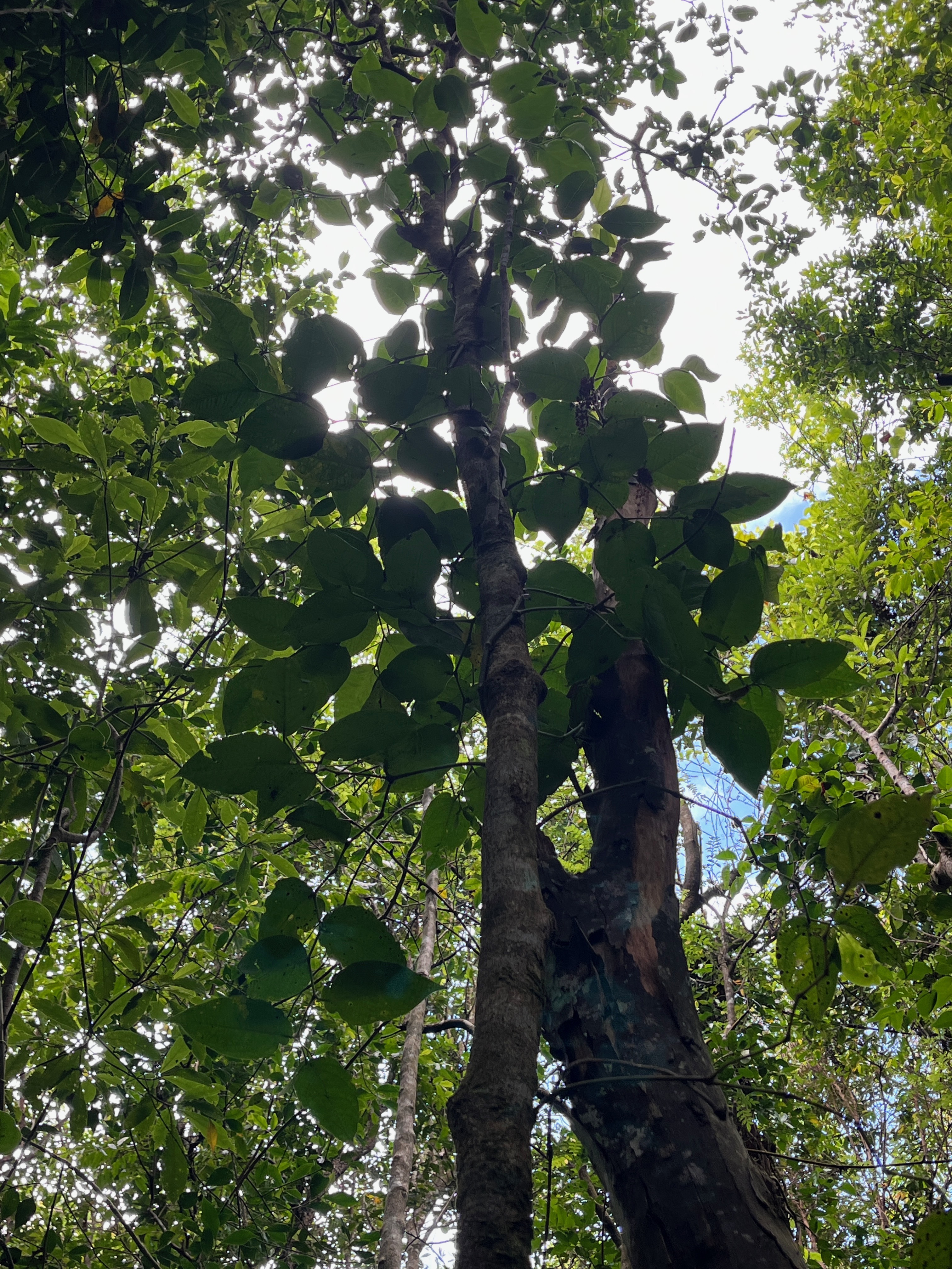 14. Héterophyllie de Piper borbonensis - Lingue poivre - Piperaceae- indigène de la Réunion, Maurice et Madagascar.jpeg