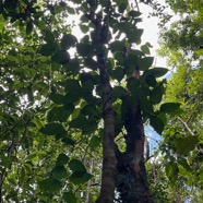 14. Héterophyllie de Piper borbonensis - Lingue poivre - Piperaceae- indigène de la Réunion, Maurice et Madagascar.jpeg