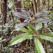 15. Feuilles juvéniles de 	Topic-	Tambourissa elliptica - Bois de bombarde; Bois de tambour -  Monnimiaceae  Tambourissa elliptica - Bois de bombarde; Bois de tambour -  Monimiaceae    Tige  jeunes tiges vertes; opposées décussées .jpeg